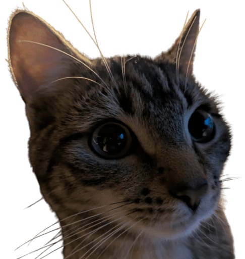 Monoco - a brown tabby cat :3